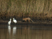 Grande Aigrette Casmerodius albus