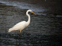 Grande Aigrette Casmerodius albus