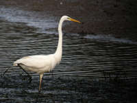 Grande Aigrette Casmerodius albus