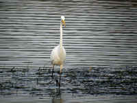 Grande Aigrette Casmerodius albus