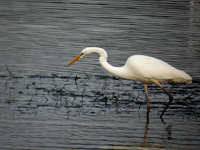 Grande Aigrette Casmerodius albus