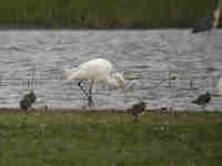 Grande Aigrette Casmerodius albus