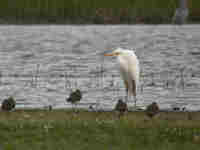 Grande Aigrette Casmerodius albus