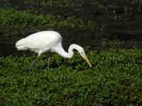 Grande Aigrette Casmerodius albus