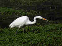 Grande Aigrette Casmerodius albus