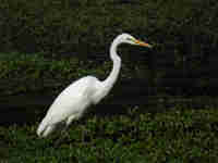 Grande Aigrette Casmerodius albus