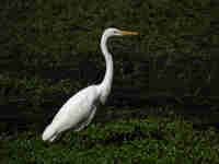 Grande Aigrette Casmerodius albus