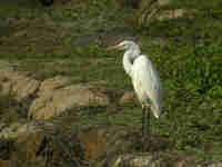 Grande Aigrette Casmerodius albus