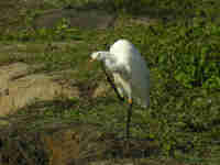 Grande Aigrette Casmerodius albus