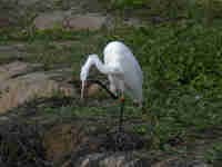 Grande Aigrette Casmerodius albus