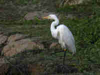 Grande Aigrette Casmerodius albus