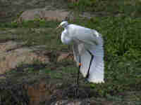 Grande Aigrette Casmerodius albus