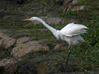 Grande Aigrette Casmerodius albus