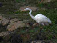 Grande Aigrette Casmerodius albus