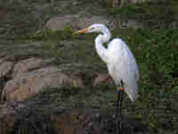 Grande Aigrette Casmerodius albus