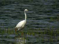 Grande Aigrette Casmerodius albus