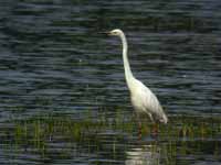 Grande Aigrette Casmerodius albus