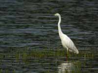 Grande Aigrette Casmerodius albus