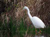 Grande Aigrette Casmerodius albus