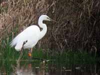 Grande Aigrette Casmerodius albus