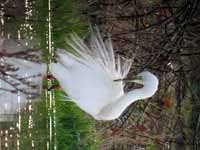 Grande Aigrette Casmerodius albus