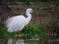 Grande Aigrette Casmerodius albus