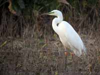 Grande Aigrette Casmerodius albus