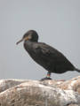 Grand Cormoran Phalacrocorax carbo