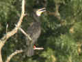 Grand Cormoran Phalacrocorax carbo