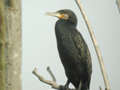 Grand Cormoran Phalacrocorax carbo