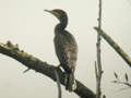 Grand Cormoran Phalacrocorax carbo