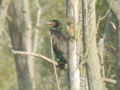 Grand Cormoran Phalacrocorax carbo 3N5