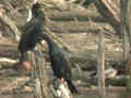 Grand Cormoran Phalacrocorax carbo FH