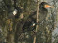 Grand Cormoran Phalacrocorax carbo 9Y2