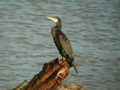 Grand Cormoran Phalacrocorax carbo