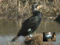 Grand Cormoran Phalacrocorax carbo