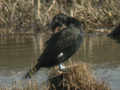 Grand Cormoran Phalacrocorax carbo