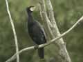 Grand Cormoran Phalacrocorax carbo