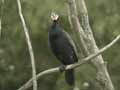 Grand Cormoran Phalacrocorax carbo