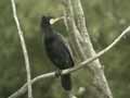 Grand Cormoran Phalacrocorax carbo