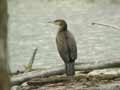 Grand Cormoran Phalacrocorax carbo