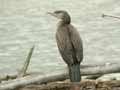 Grand Cormoran Phalacrocorax carbo