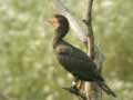 Grand Cormoran Phalacrocorax carbo