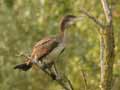 Grand Cormoran Phalacrocorax carbo