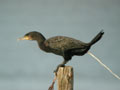 Grand Cormoran Phalacrocorax carbo