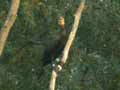 Grand Cormoran Phalacrocorax carbo sinensis