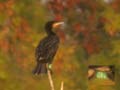 Grand Cormoran Phalacrocorax carbo