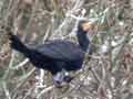 Grand Cormoran Phalacrocorax carbo sinensis