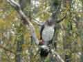 Grand Cormoran Phalacrocorax carbo