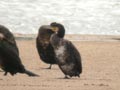 Grand Cormoran Phalacrocorax carbo sinensis ES5